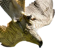 Majestic Falcon In Flight PNG Image