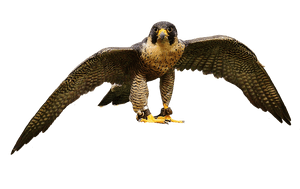Majestic Falcon In Flight.png PNG image with transparent background