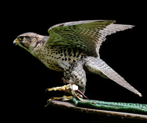 Majestic Falcon Preparingfor Flight PNG image with transparent background