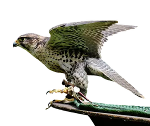 Majestic Falcon Preparingfor Flight PNG Image