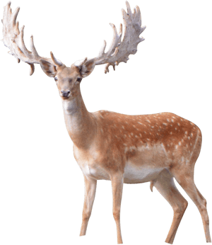 Elk Png Image File - Antler, Transparent Png PNG image with transparent background