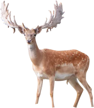 Majestic Fallow Deerwith Antlers PNG Image