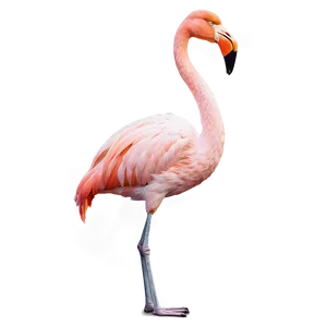 Majestic Flamingo Standing Tall Png 69 PNG Image