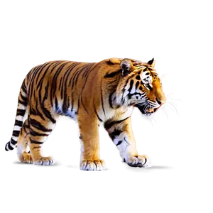 Majestic Fury Tiger Png 2 PNG Image