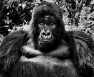 Majestic_ Gorilla_ Portrait PNG image with transparent background