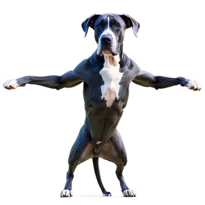 Majestic Great Dane Png Jei19 PNG Image