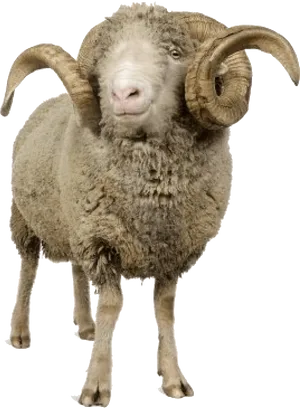 Majestic Horned Sheep PNG Image