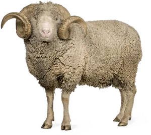 Majestic Horned Sheep Standing PNG Image