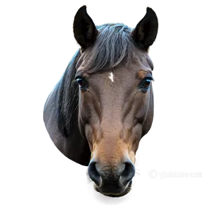 Majestic Horse Head Png Spu35 PNG Image