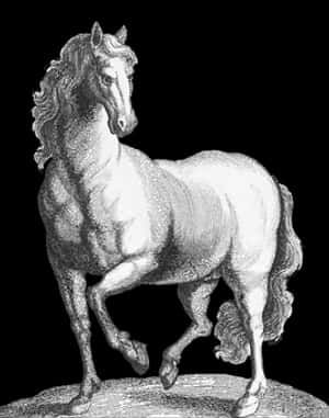 Majestic Horse Sketch Artwork PNG image with transparent background