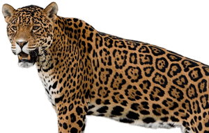 Jaguar Png Image - Jaguar Wild Animal, Transparent Png PNG image with transparent background