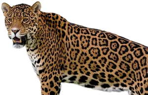 Majestic Jaguar Standing Transparent Background PNG Image