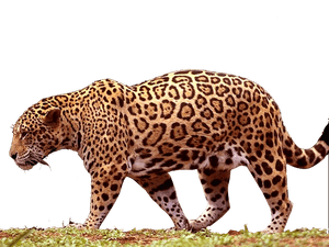 Best Free Jaguar Png - Jaguar Png, Transparent Png PNG image with transparent background