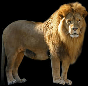 Majestic_ Lion_ Black_ Background.jpg PNG image with transparent background