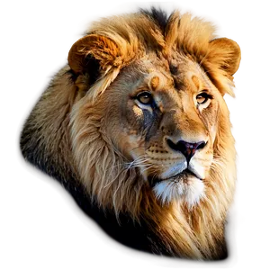 Majestic Lion Glance Png 96 PNG Image