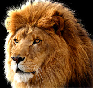 Majestic_ Lion_ Portrait PNG image with transparent background