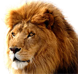 Majestic_ Lion_ Portrait PNG Image