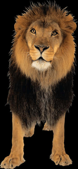Majestic Lion Portrait PNG image with transparent background