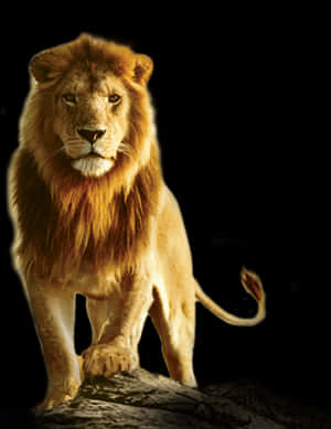 Majestic_ Lion_ Standing_ Against_ Black_ Background.jpg PNG image with transparent background