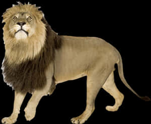 Majestic Lion Standing Isolated PNG image with transparent background