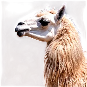 Majestic Llama Png Aff PNG Image