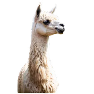 Majestic Llama Png Bpl47 PNG Image