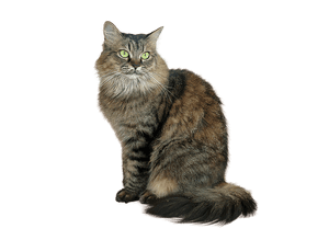 Majestic Longhaired Cat PNG image with transparent background