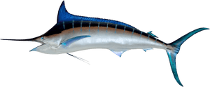Marlin Png, Transparent Png PNG