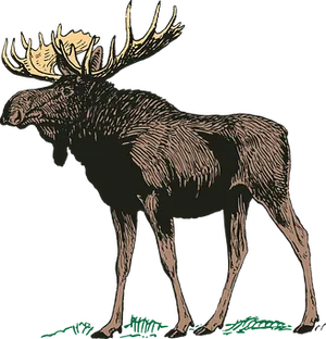 Majestic Moose Illustration PNG Image