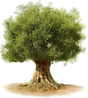 Olive Tree Plant Text - Olive Tree Transparent Background, HD Png Download PNG with transparent background