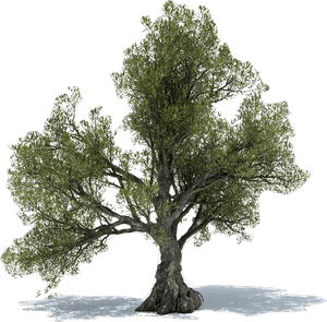 Dietary Supplement Olive Leaf Tree Extract - Olive Tree Free Png, Transparent Png PNG with transparent background