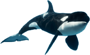 #orkid #orca - Killer Whale, HD Png Download PNG image with transparent background
