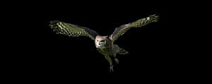 Majestic Owl In Flight PNG image with transparent background