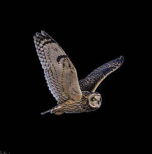 Majestic Owl In Flight PNG image with transparent background
