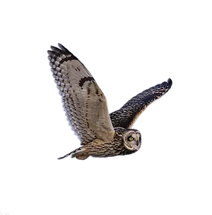 Majestic Owl In Flight PNG Image