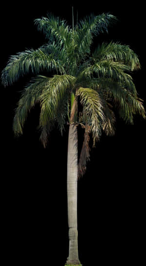 Coconut Tree Png Hd - Coconut Tree Png, Transparent Png PNG image with transparent background