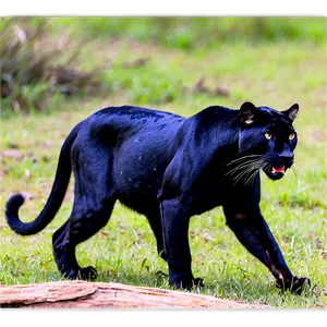 Majestic Panthers In The Wild Png 06202024 PNG Image