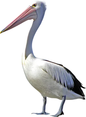 Majestic Pelican Profile PNG Image