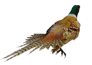 Majestic Pheasantin Profile PNG Image