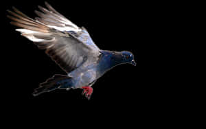 Majestic Pigeon In Flight PNG image with transparent background