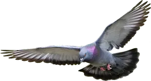 Majestic Pigeon In Flight.png PNG Image