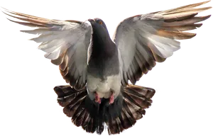 Majestic Pigeon In Flight PNG Image