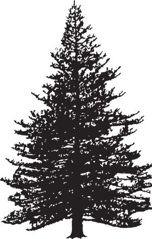 Majestic Pine Tree Silhouette PNG Image