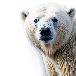 Majestic Polar Bear PNG 05062024 PNG image with transparent background