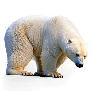 Majestic Polar Bear PNG 62 PNG image with transparent background