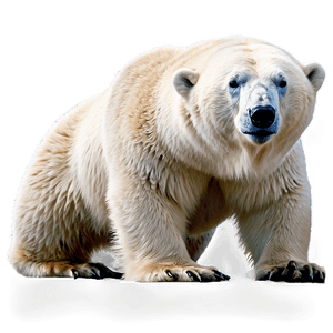 Majestic Polar Bear PNG gwj PNG image with transparent background