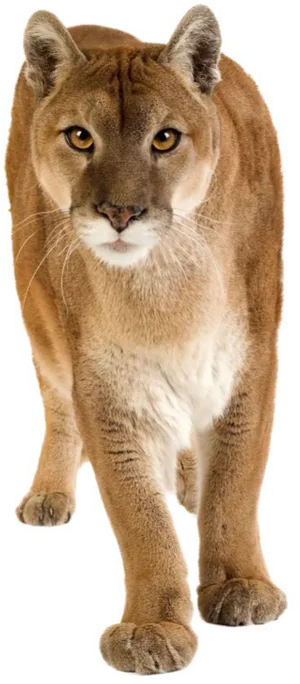 Majestic Puma Standing Transparent Background PNG Image