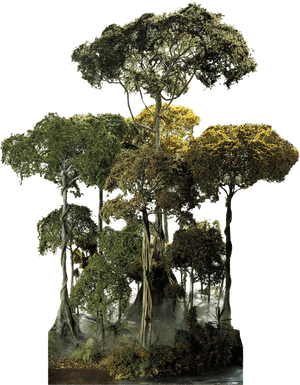 Plant,natural Stem,forest,flower - Amazon Rainforest Tree Png, Transparent Png PNG image with transparent background