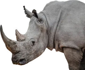 Majestic Rhino Profile PNG Image