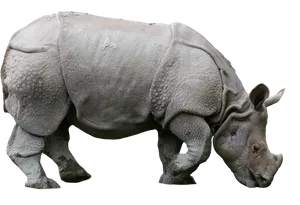 Majestic Rhino Profile PNG Image